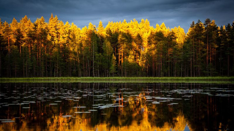 trees, lake, autumn, reflections, 4k