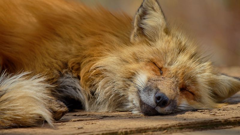 fox, lies, muzzle, predator, 4k