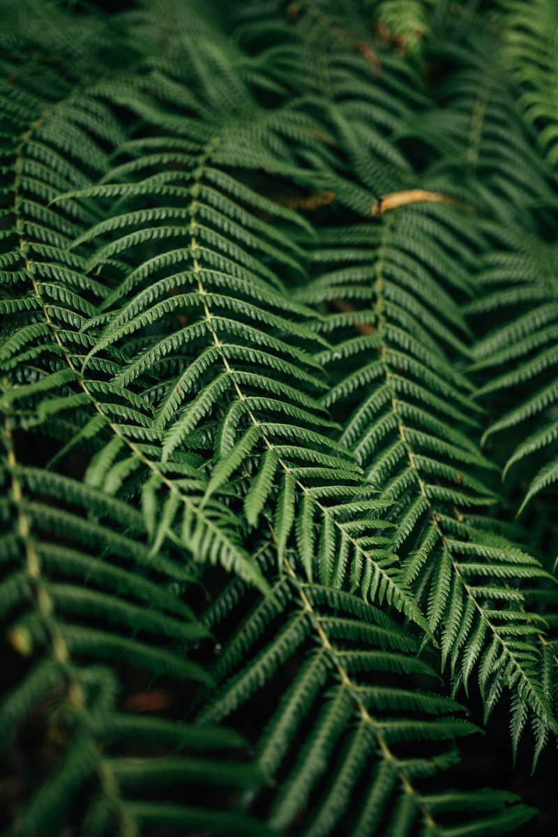 simple green ferns 4k