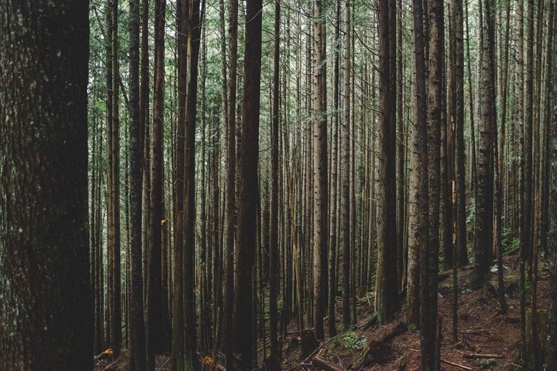 a dense forest with tall coniferous trees on a slight slope, in the woods 4k