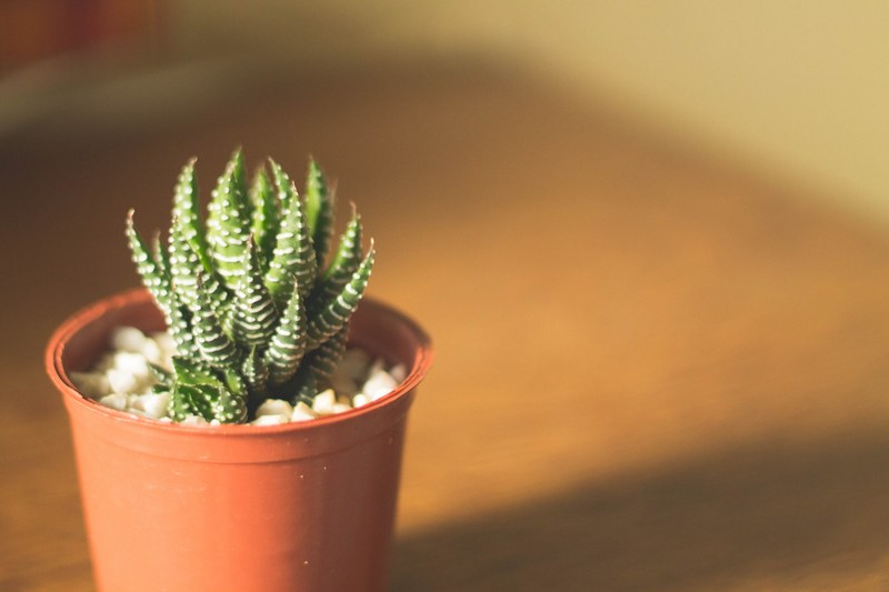 a potted succulent on a wood desk in brasil, brasil succulent 4k