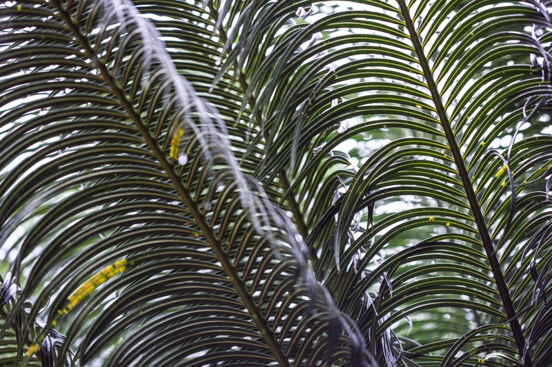 tree greenery green and palmtree 4k
