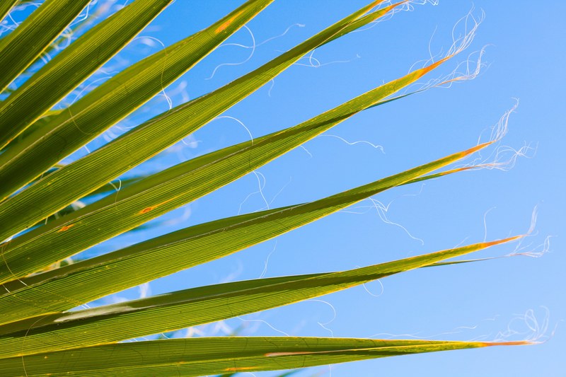 palm spring desert palm desert and tree 4k