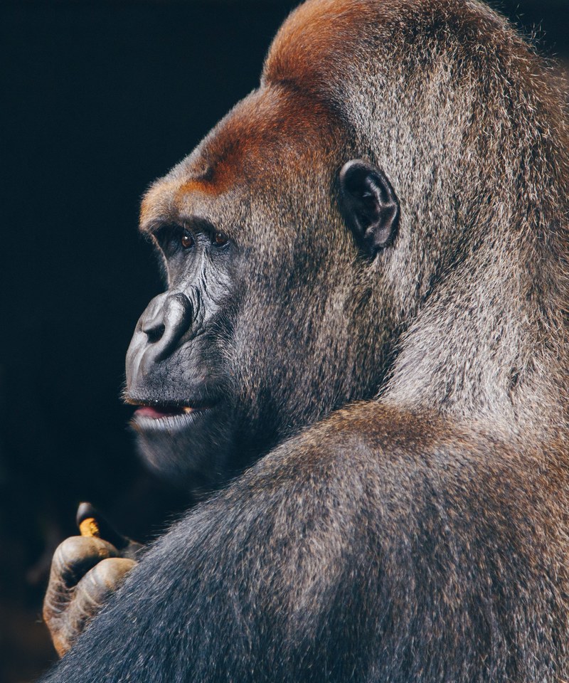 silverback gorilla 4k