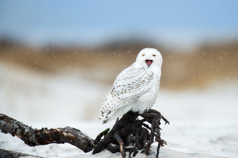 snowy owl yawn 4k