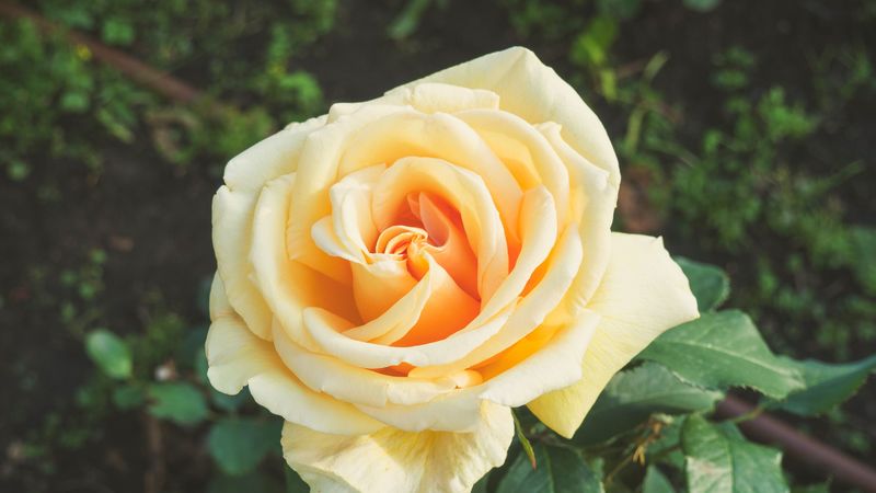 rose, bud, petals, 4k
