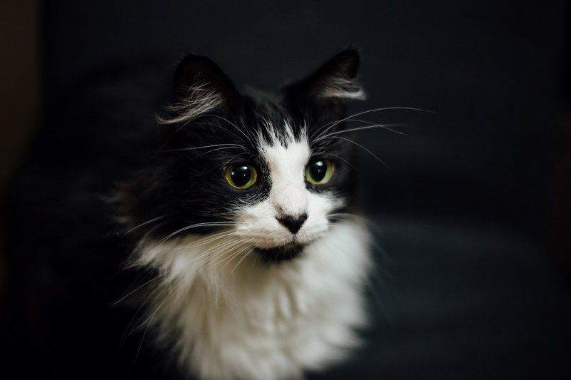 close up of a fluffy white and black cat with large green eyes, white and black cat 4k