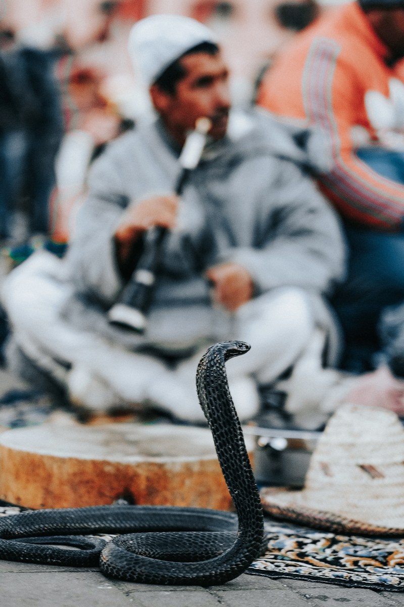 man male snake and flute hd, 4k