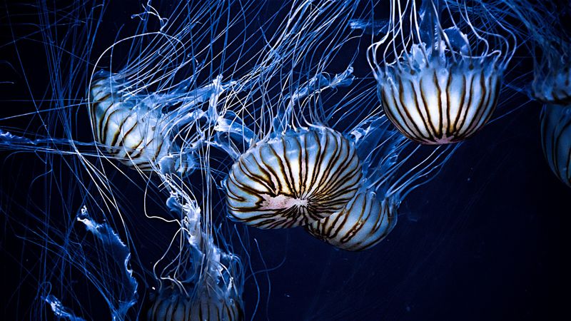jellyfish, underwater world, stripes, tentacles, 4k