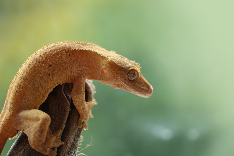 crested gecko 4k