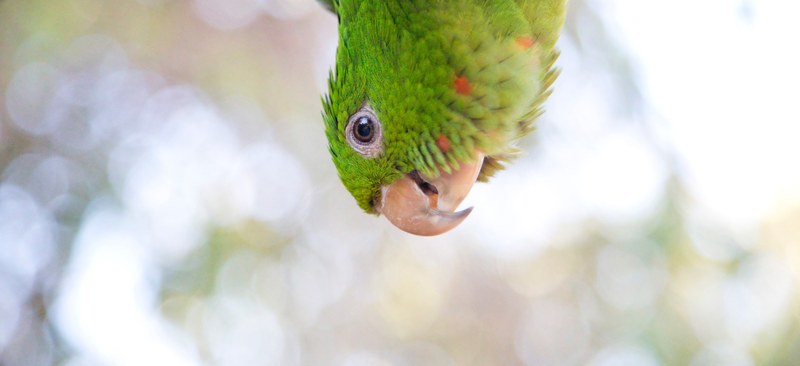 amazonian parrot in canto state park 4k