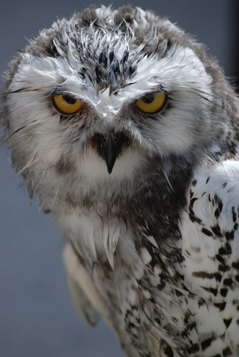 animal bird of prey bird and snow owl hd, 4k