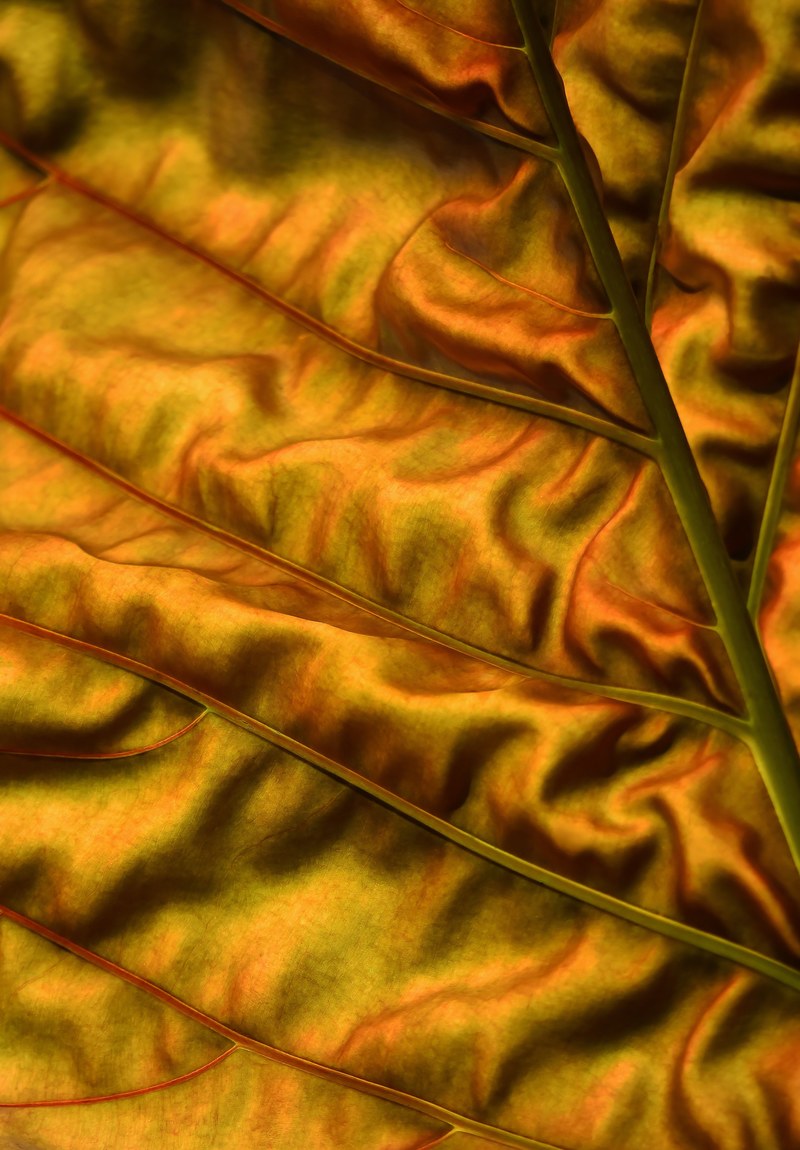 backlit tropical leaf 4k
