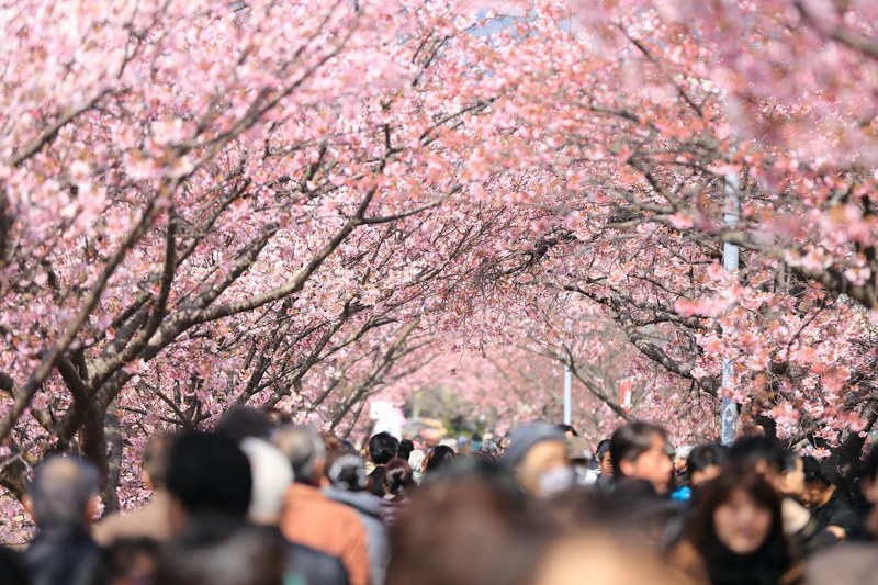 a crowd of people walking under pink cherry blossom trees in the spring, under the cherry blossom 4k