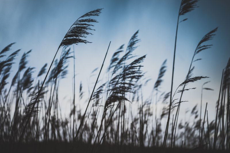 grass breeze dusk and nature 4k
