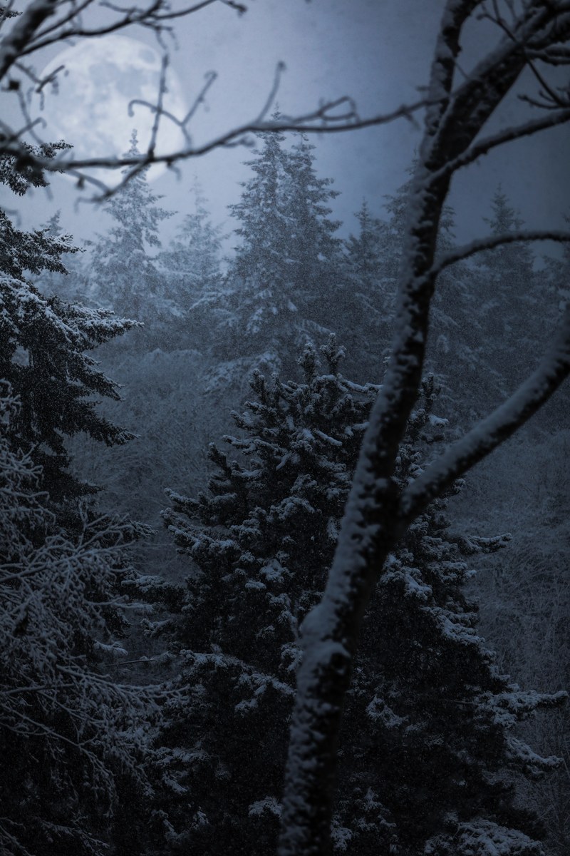 near the tree tops in a snow covered forest in seattle washington, grey moon rising 4k