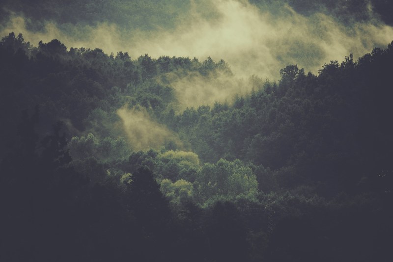 a dim shot of fog over a forest in decollatura, forest under fog 4k