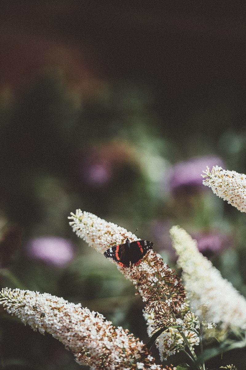 butterfly on a buddleia 4k