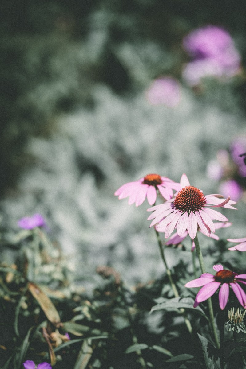 pink florals 4k