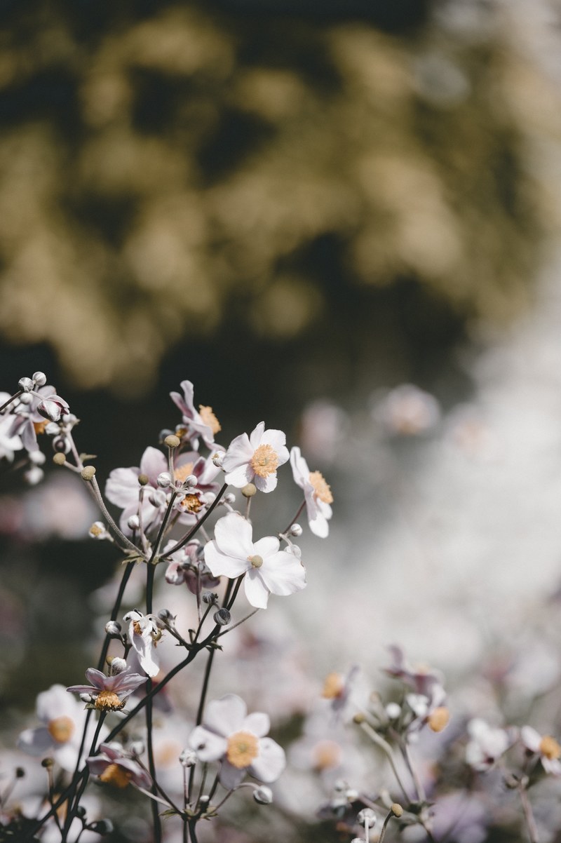 anemones 4k