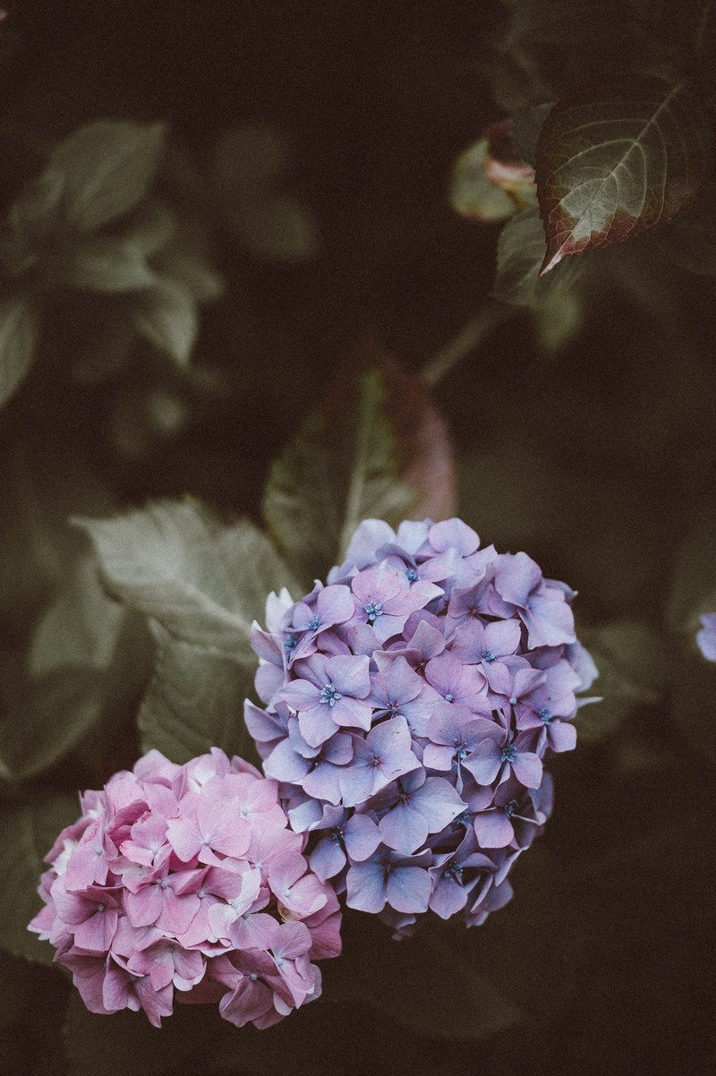 hydrangeas with blank space 4k