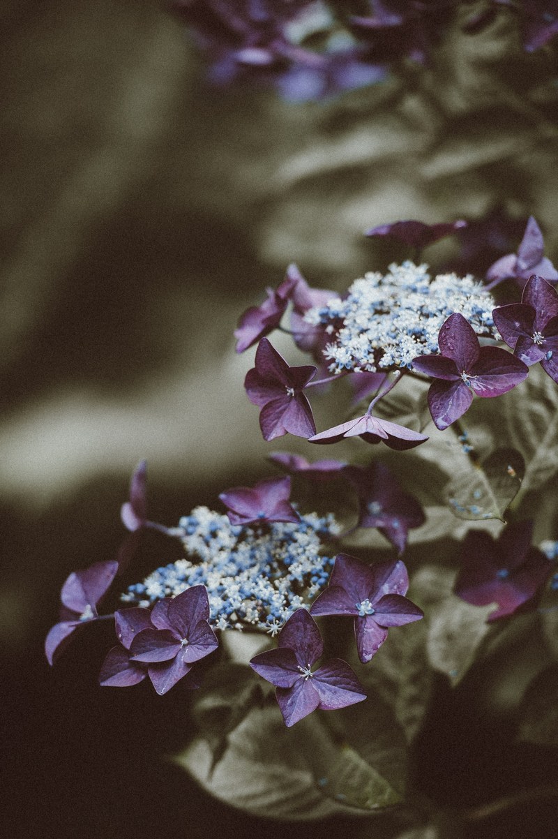 hydrangea portrait orientation with blank space 4k