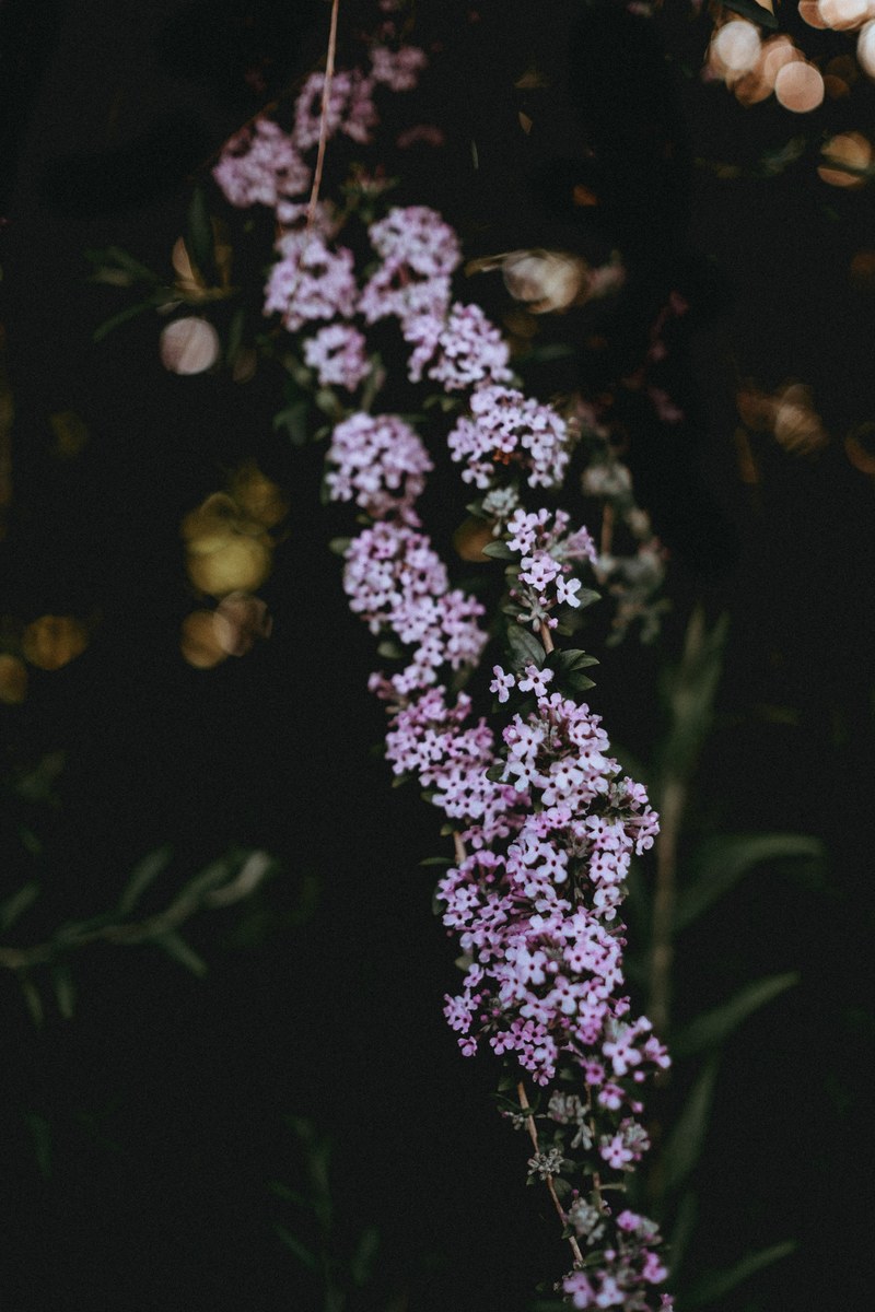 a cluster of tiny pink flowers with bokeh effect in the dark background, florals 4k