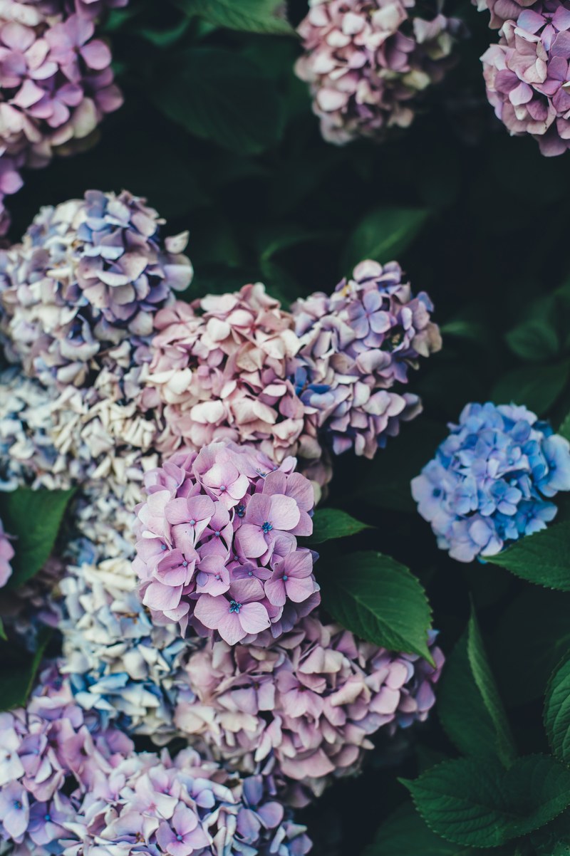 bloom flower and hydrangea hd, 4k
