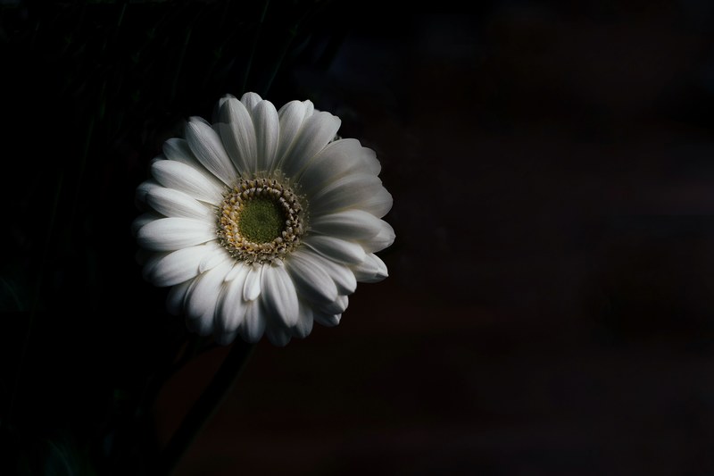a white gerbera flower against a black background, white gerbera on black 4k