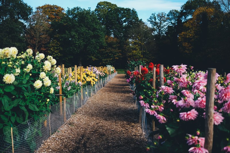 colourful bloom garden and floral 4k