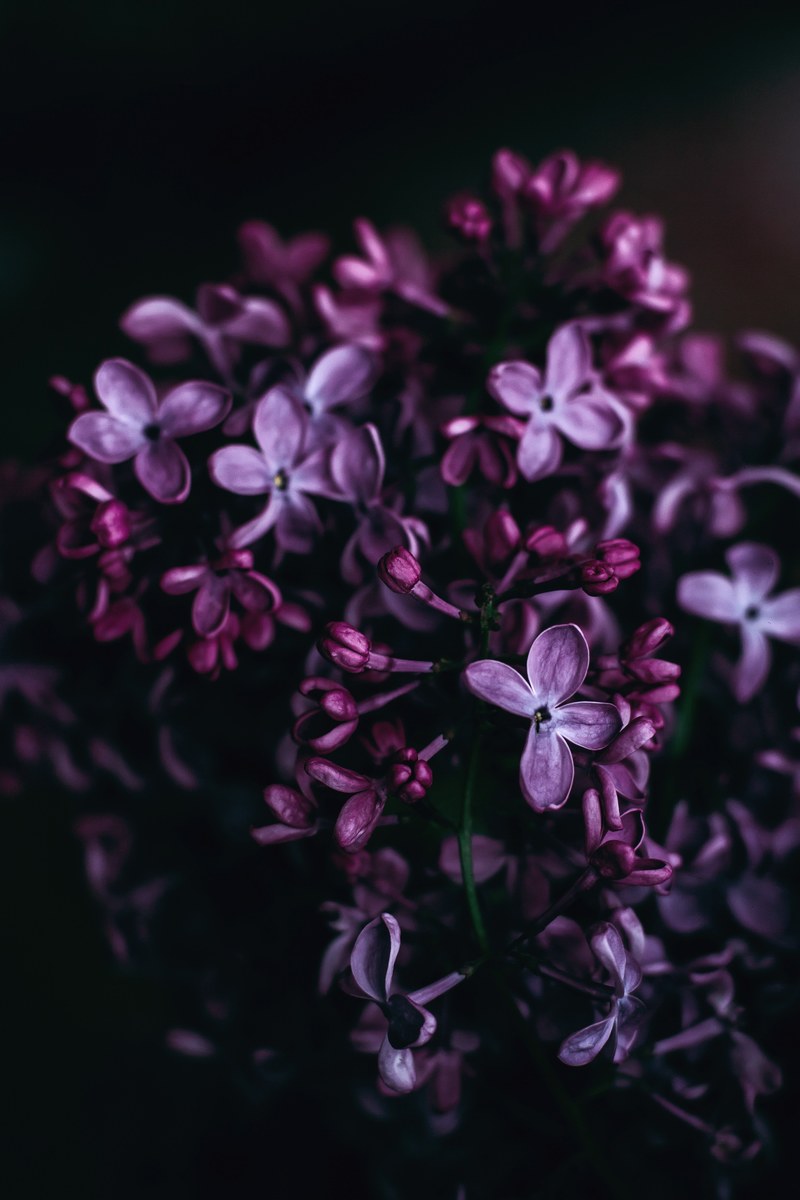 a close up of purple lilac flowers against a black background, purple lilac up close 4k