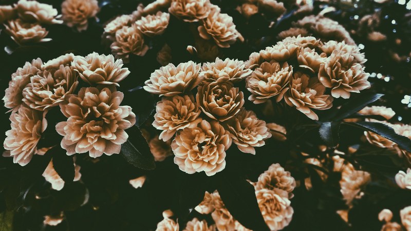 a desaturated shot of large rose like flowers, desaturated flower bed 4k