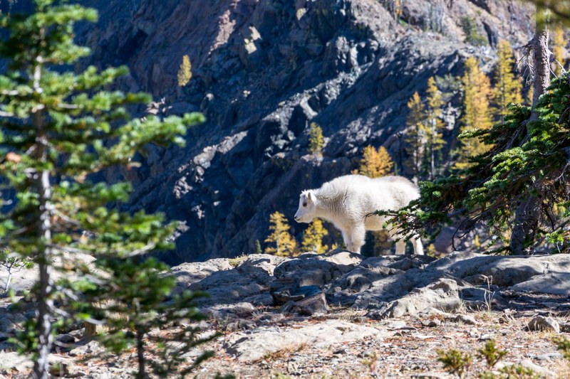 a white mountain goat standing on rocks below a jagged rock face, mountain goat on the rocks 4k