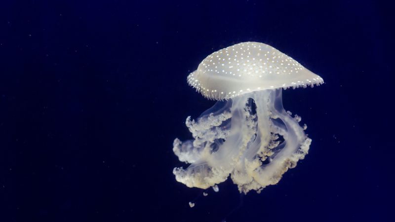 jellyfish, tentacles, underwater world, 4k