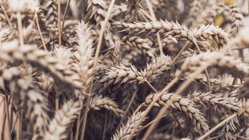 spikelets, plant, ripe, 4k