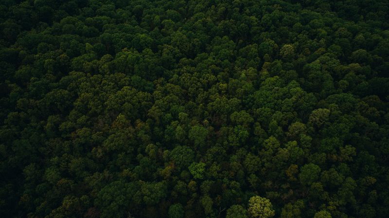 trees, top view, green, 4k