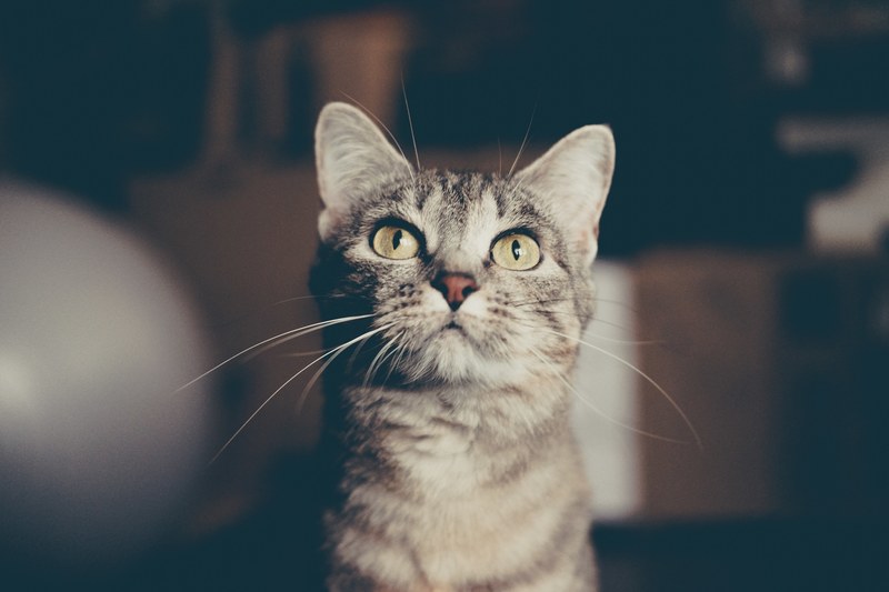 close up of a tabby cat looking up with wide eyes, startled tabby 4k