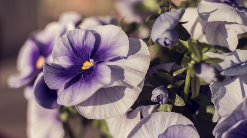 violets, flowers, petals, 4k