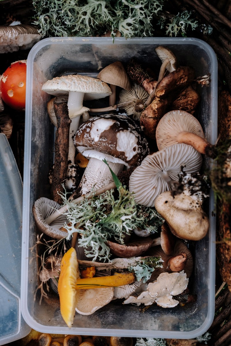 fungi foraging 4k