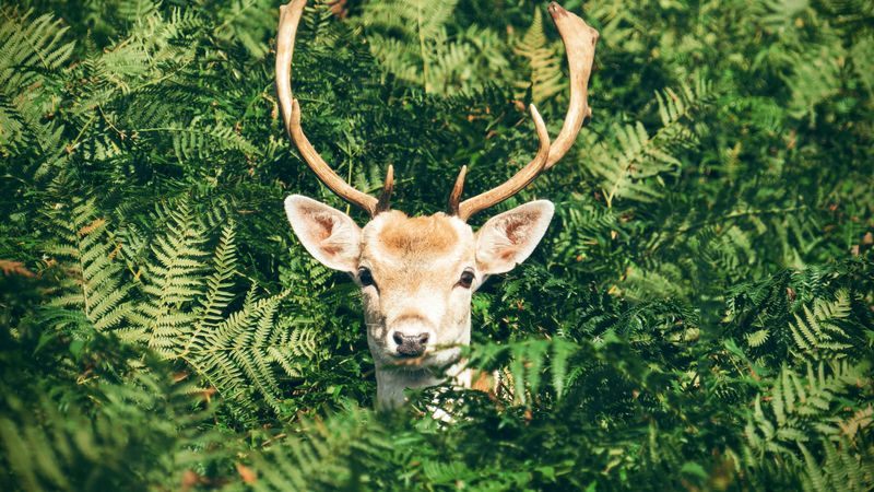 deer, foliage, horns, muzzle, 4k