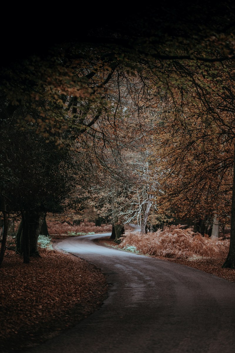 autumnal road 4k