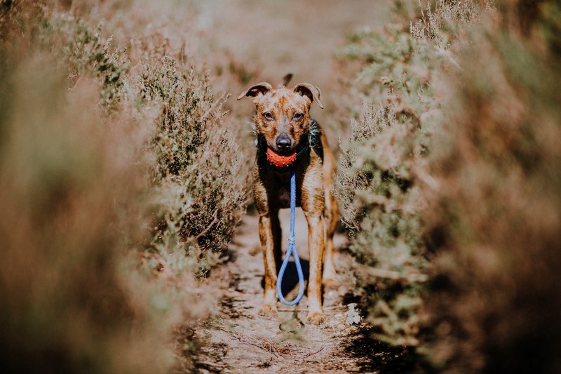 dog pet hound and puppy 4k