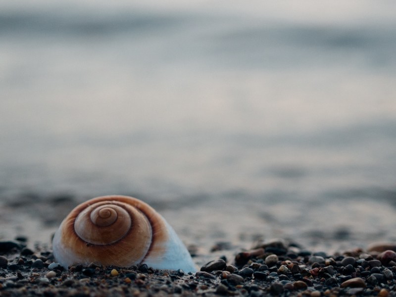 seashell on a small pebble beach shoreline, seashell 4k
