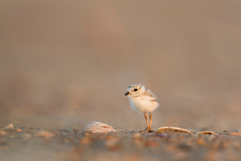 wallpaper animal wallpapers animal backgrounds and chick 4k