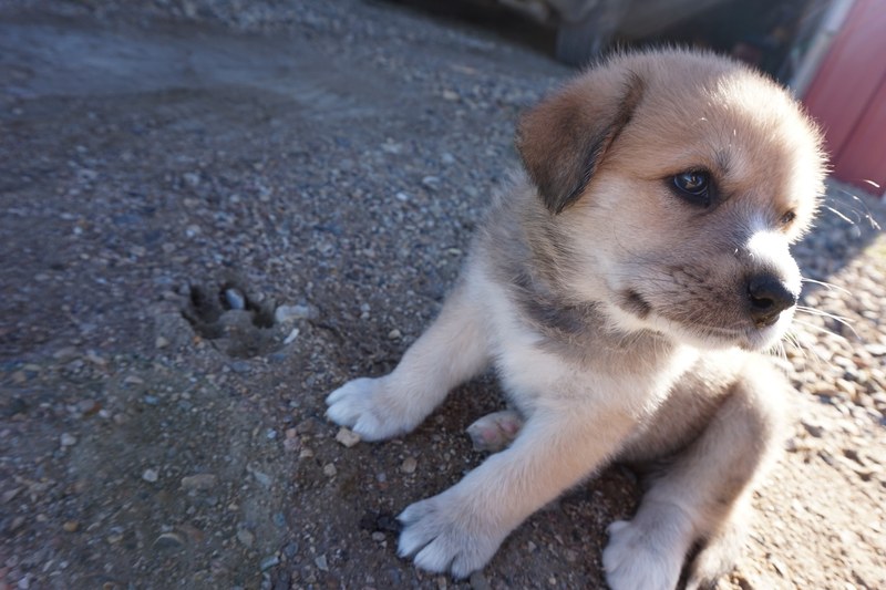 image animal baby and paw 4k
