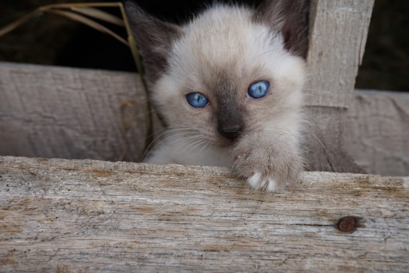 image claw pet and animal 4k