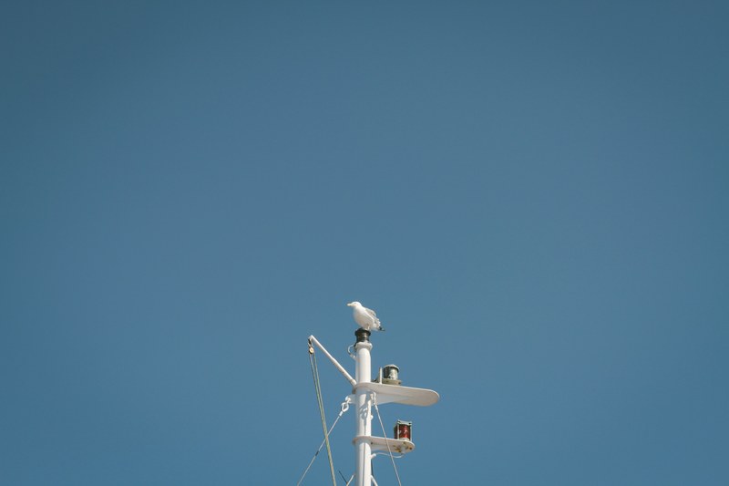seagull perched at the top of a boat mast against a blue sky, seagull perched high 4k