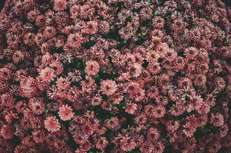 an overhead shot of a bed of dark pink flowers, bed of pink flowers from above 4k