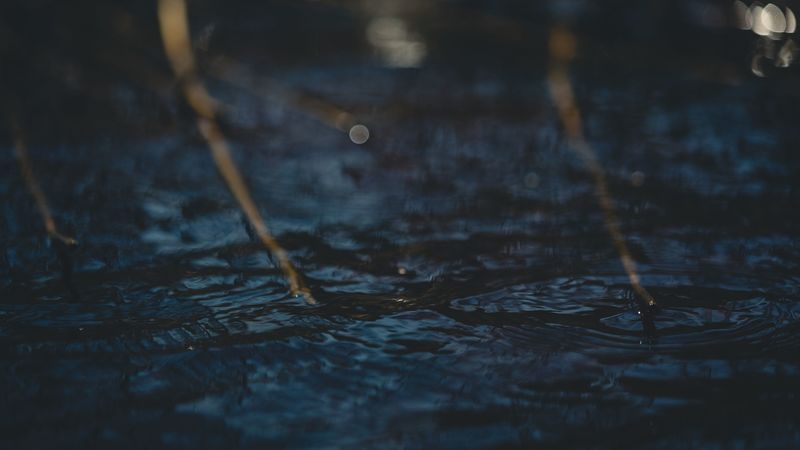 water, glare, circles, branches, 4k