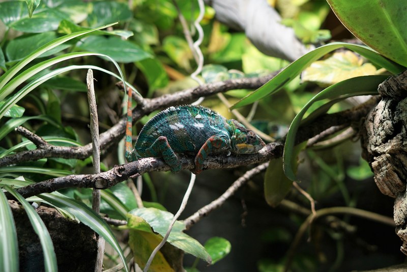 chameleon sits on a branch in the jungle blending in with the leaves, blending in 4k